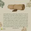 اصحاب امامت: محمد بن عثمان عمری