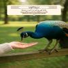 Indeed We do not waste the reward of those who are good in deeds