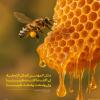 پوستر حدیث:پیامبر (ص)/ زنبور عسل به زبان عربی