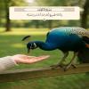إِنَّا لَا نُضِيعُ أَجْرَ مَنْ أَحْسَنَ عَمَلًا